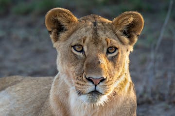 | Masai Mara to Ol Kinyei Conservancy