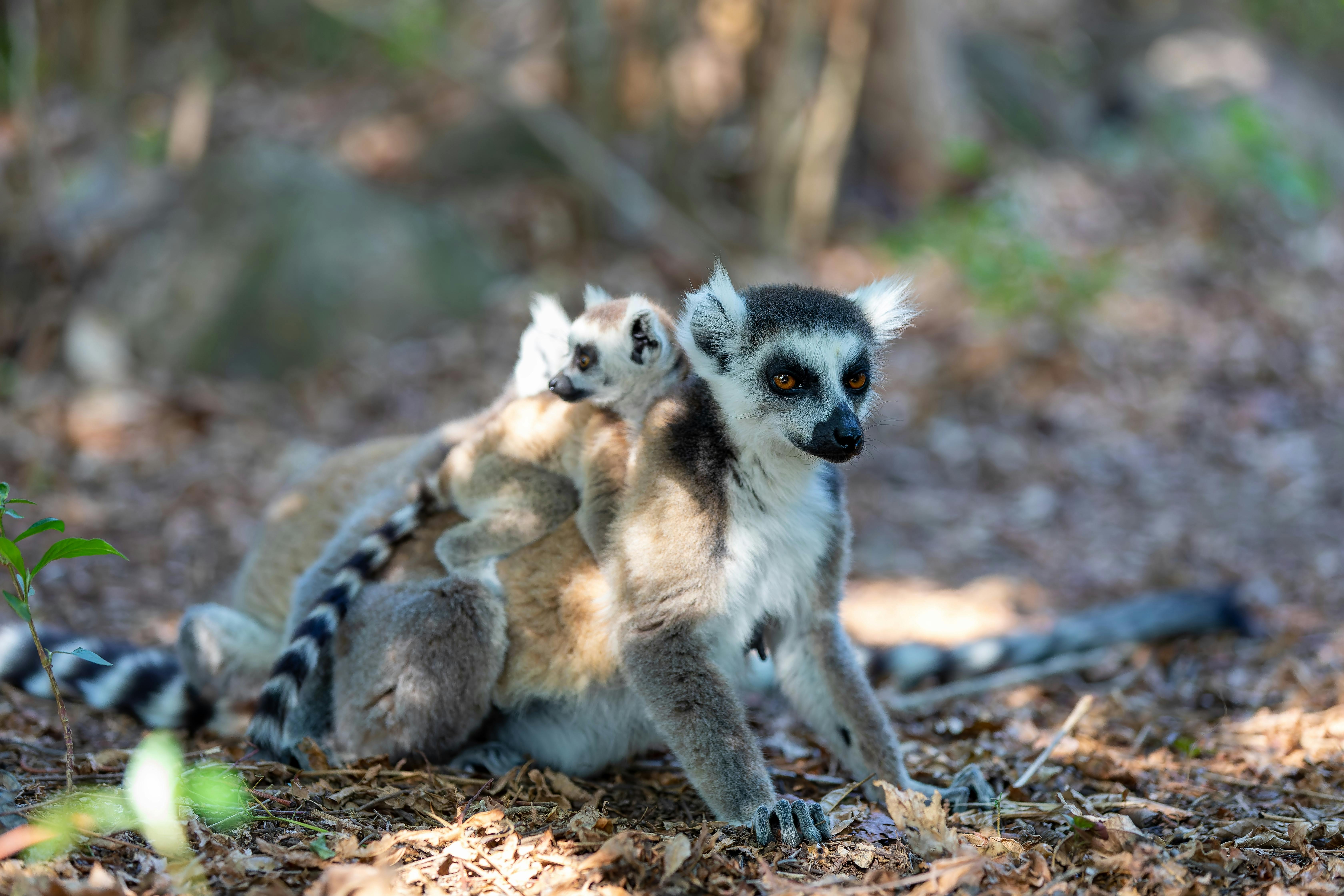 Lemurs in Madagascar: Best Places to See Them