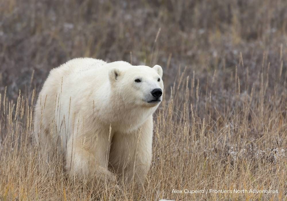 | Winnipeg to Churchill