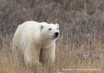 | Winnipeg to Churchill