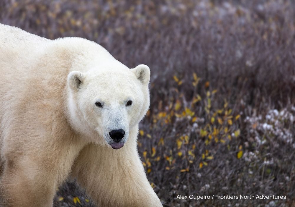 Classic Churchill Polar Bear Adventure image 1
