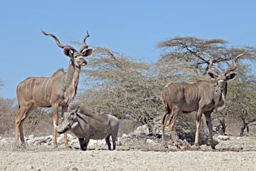 | Onguma Game Reserve, Etosha