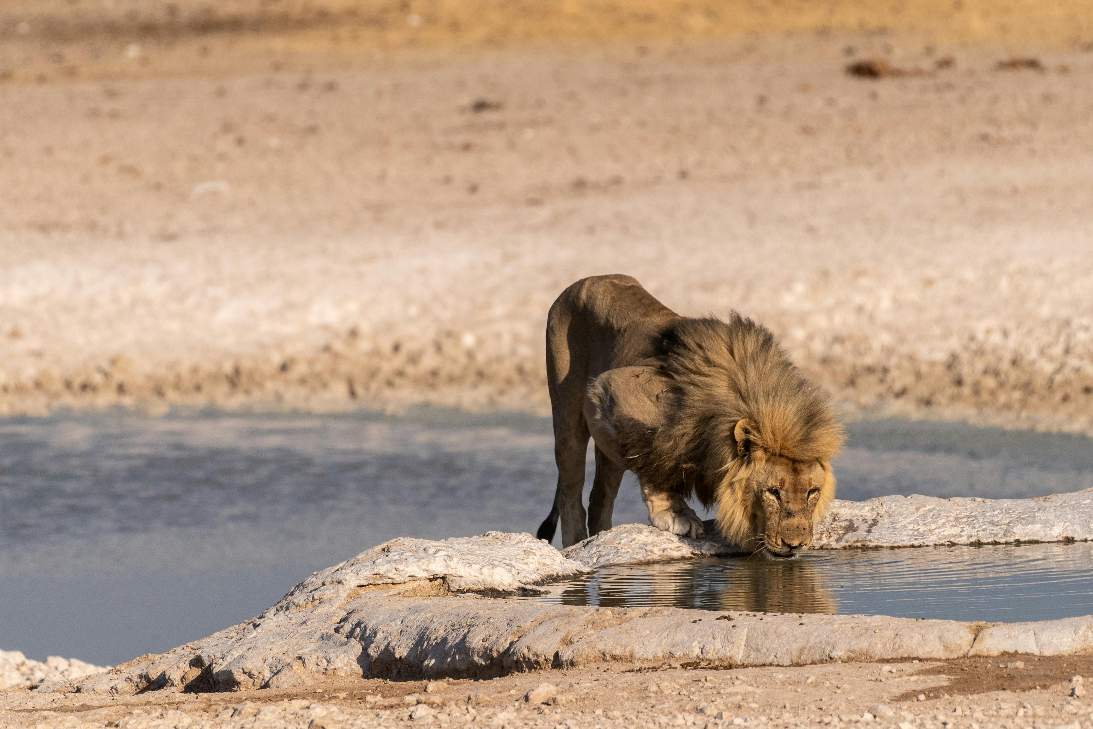 | Etosha National Park