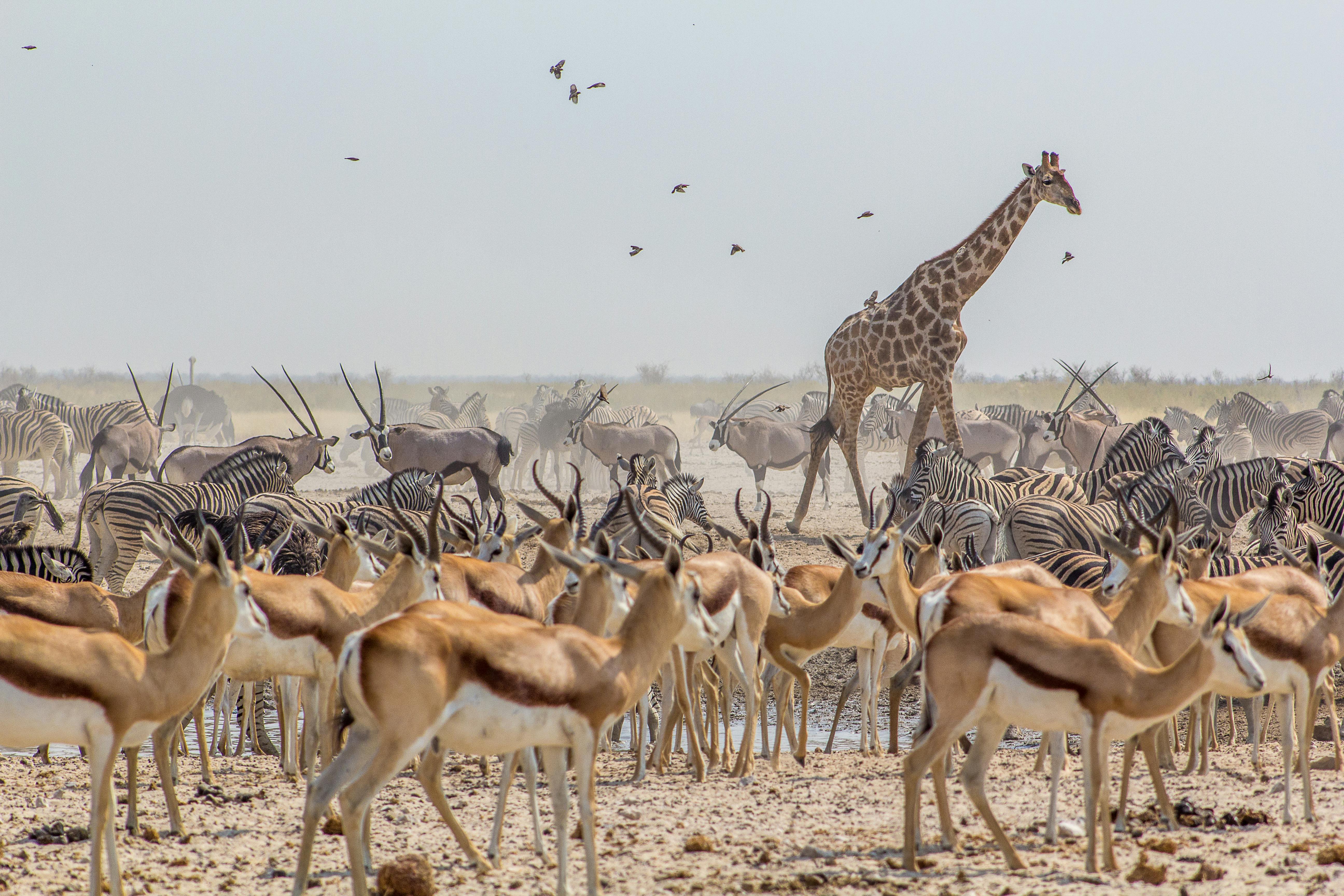| Etosha National Park