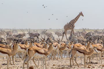 | Etosha National Park