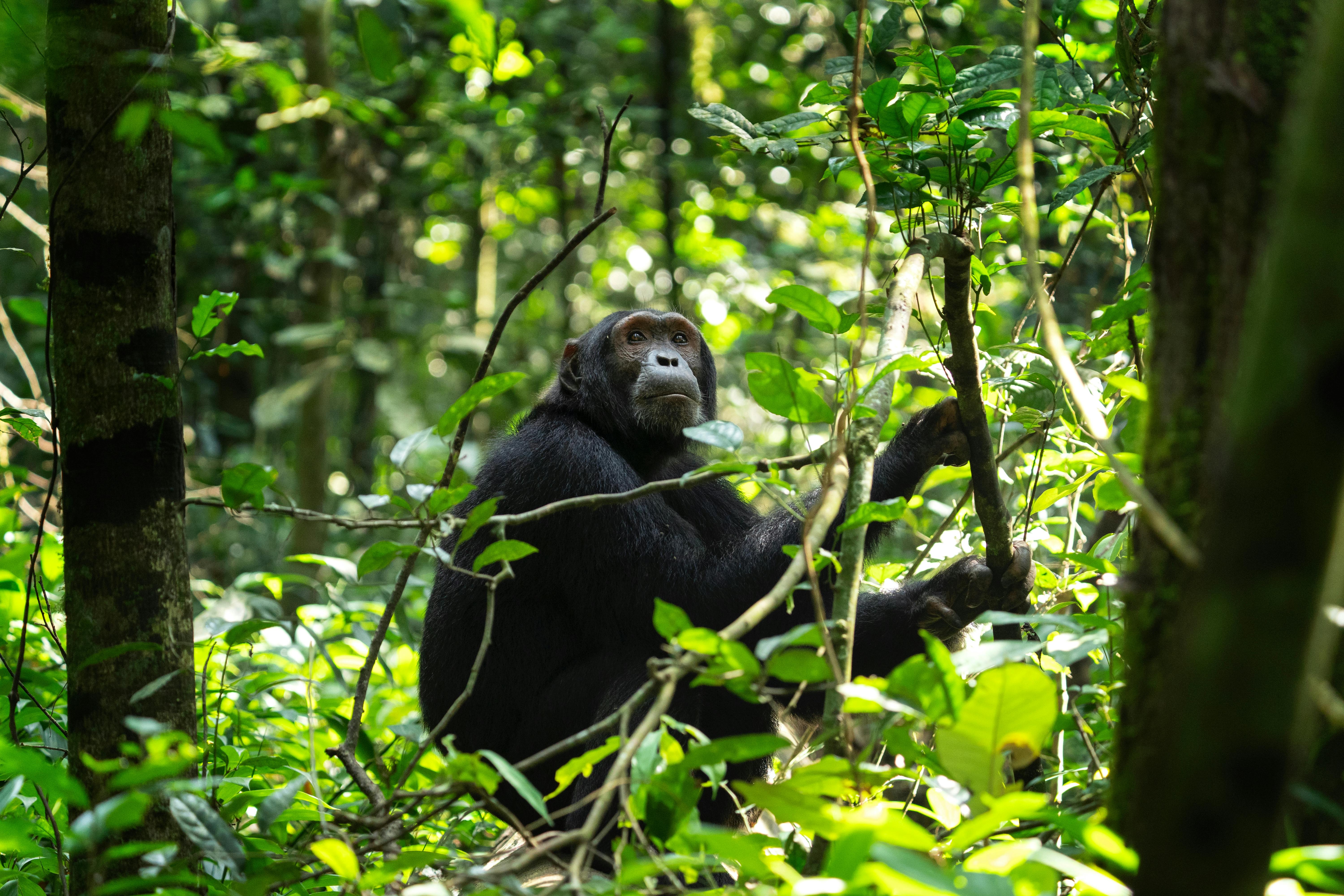 | Chimpanzee Tracking, Kibale Forest National Park