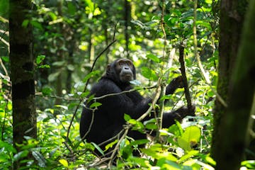 | Chimpanzee Tracking, Kibale Forest National Park