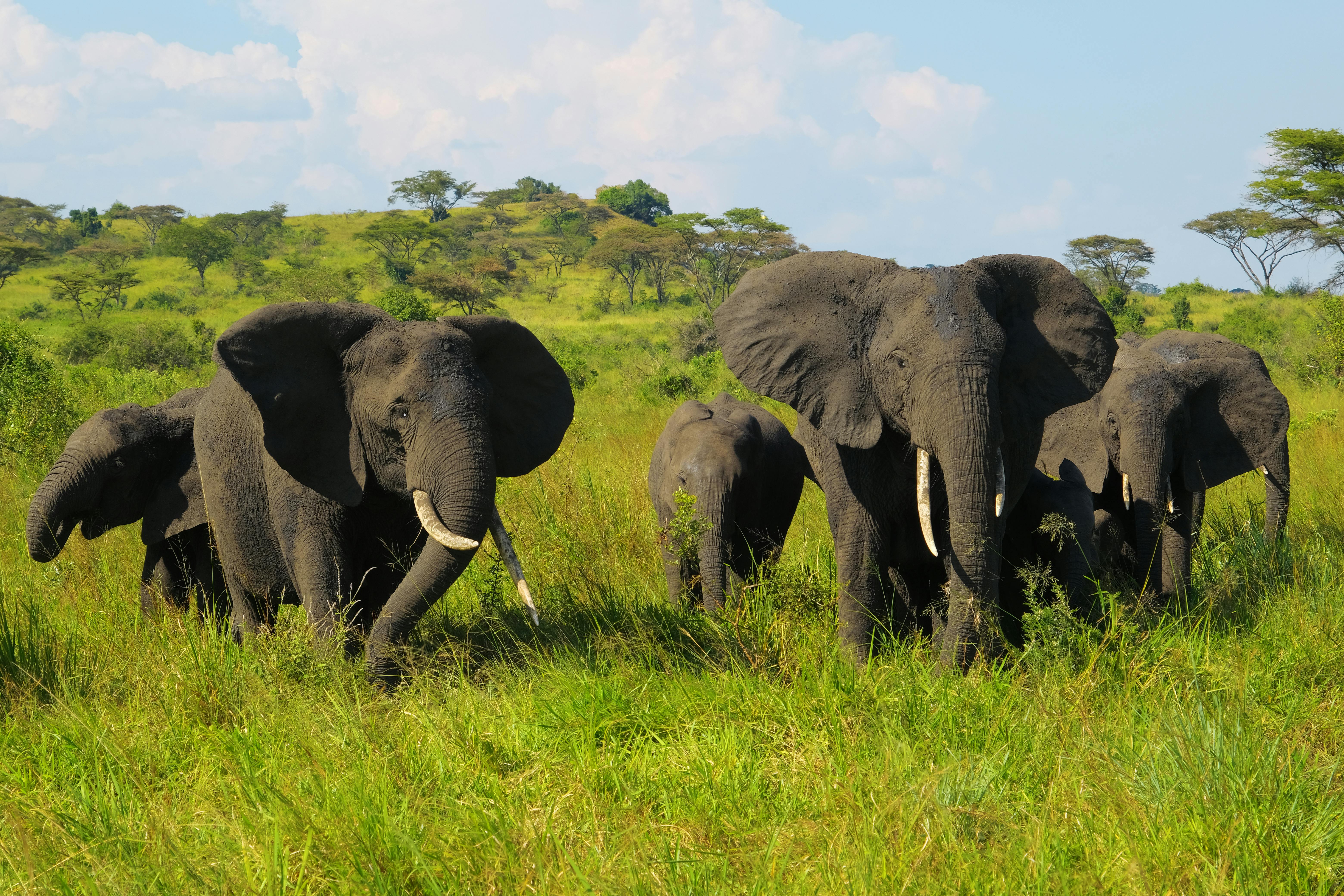 | Kibale to Mweya Sector, Queen Elizabeth National Park