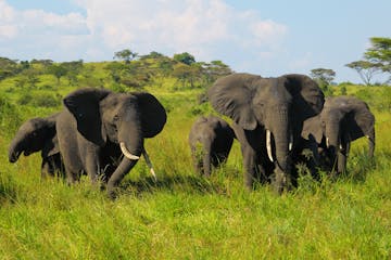 | Kibale to Mweya Sector, Queen Elizabeth National Park