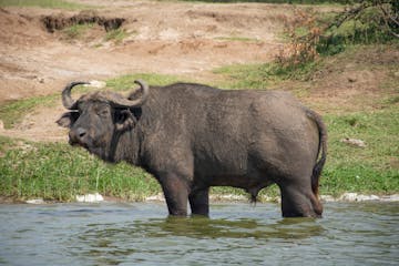 | Mweya Sector, Queen Elizabeth National Park