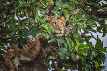 | Mweya to Ishasha, Queen Elizabeth National Park