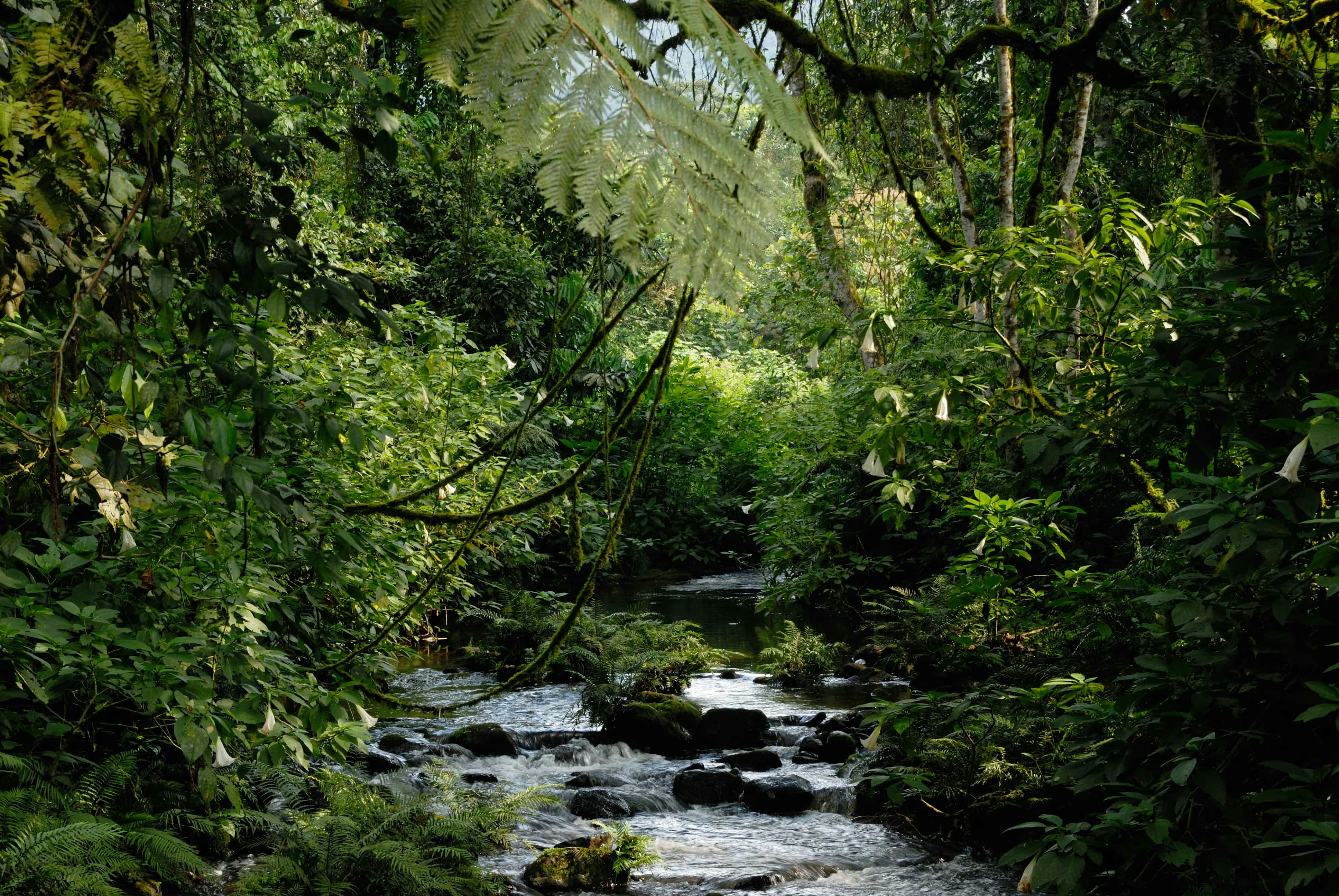 | Ishasha to Bwindi Impenetrable Forest National Park