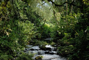 | Ishasha to Bwindi Impenetrable Forest National Park