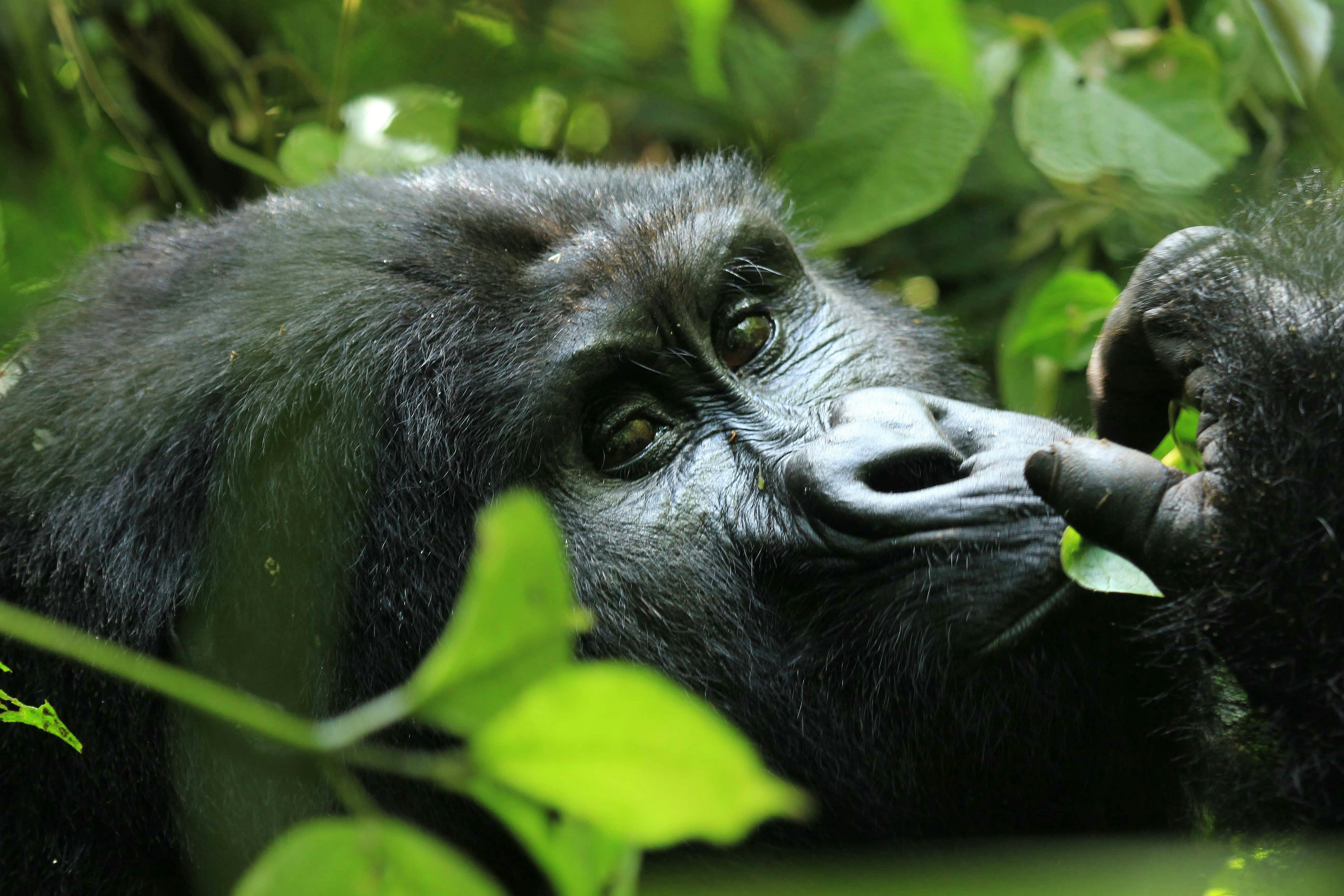 | Gorilla Tracking, Bwindi Impenetrable Forest National Park