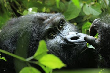 | Gorilla Tracking, Bwindi Impenetrable Forest National Park