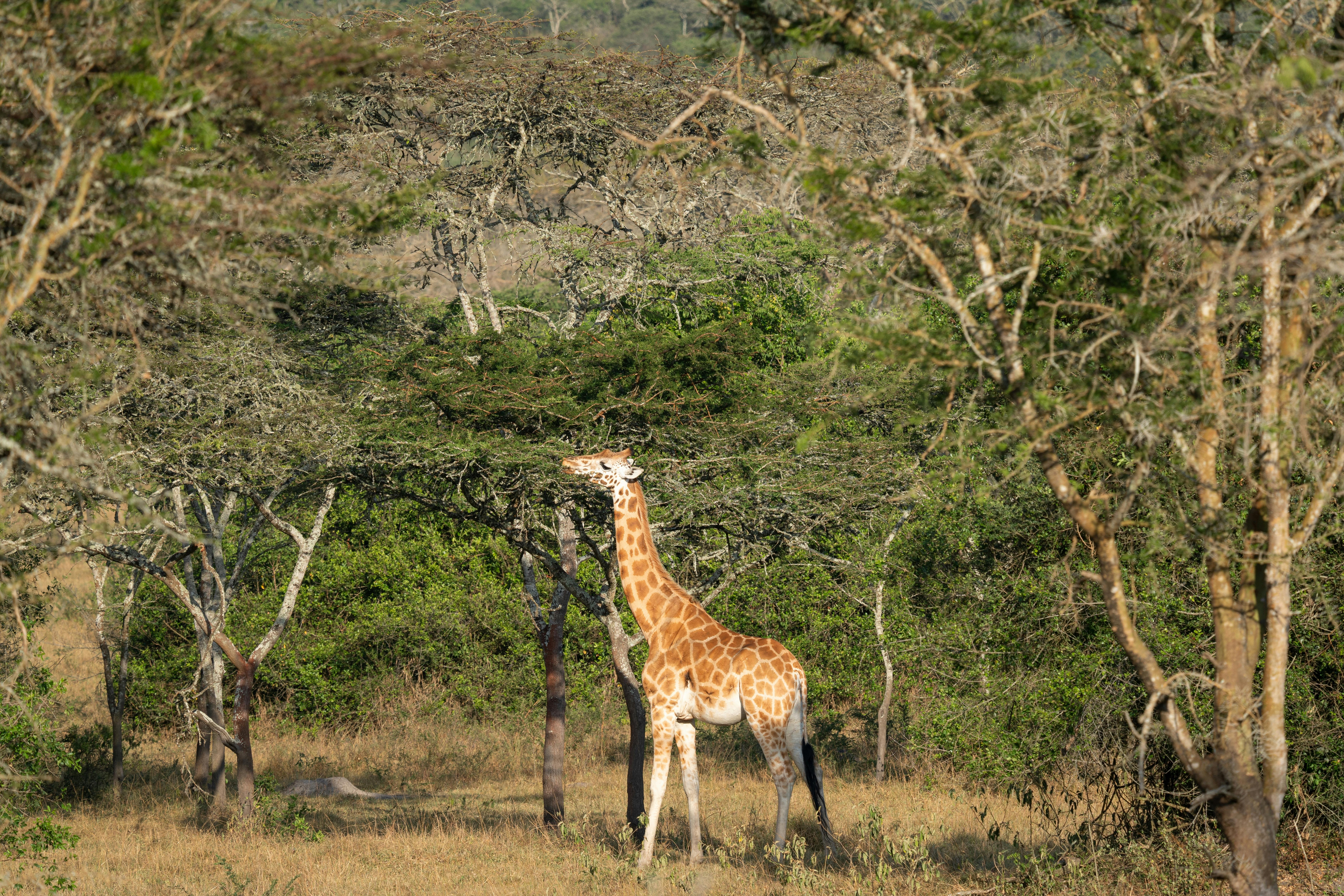 | Bwindi to Lake Mburo National Park