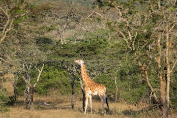 | Bwindi to Lake Mburo National Park