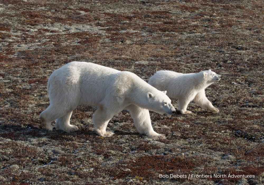 | Winnipeg to Churchill