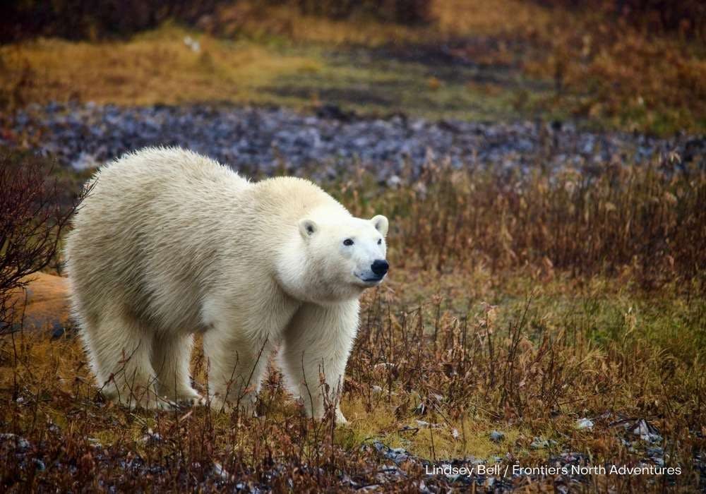 Tundra Buggy Lodge Canada Polar Bear Adventure image 1