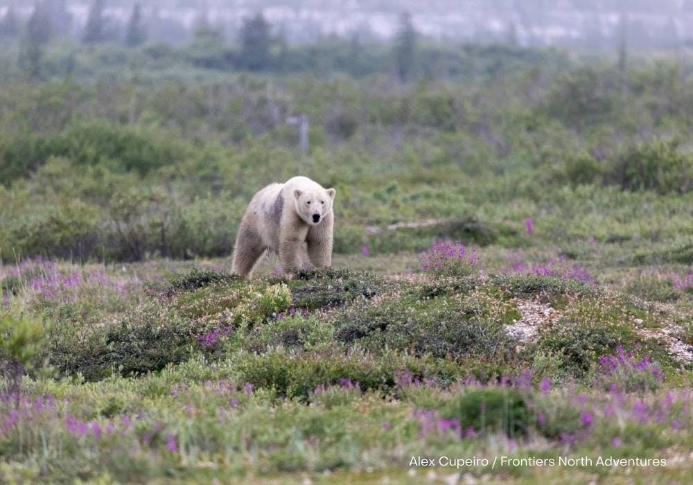 | Winnipeg to Churchill