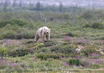 | Winnipeg to Churchill