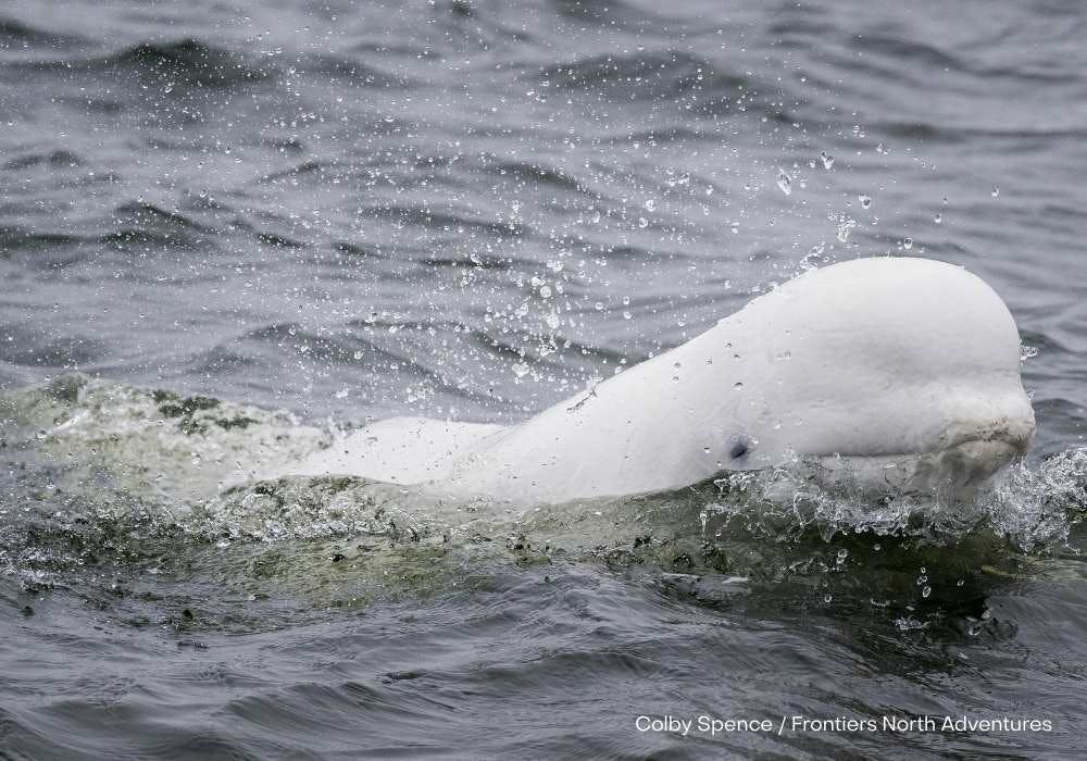 Wild Canada: Belugas and Bears Adventure image 1
