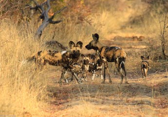| Hwange National Park, South East Corner