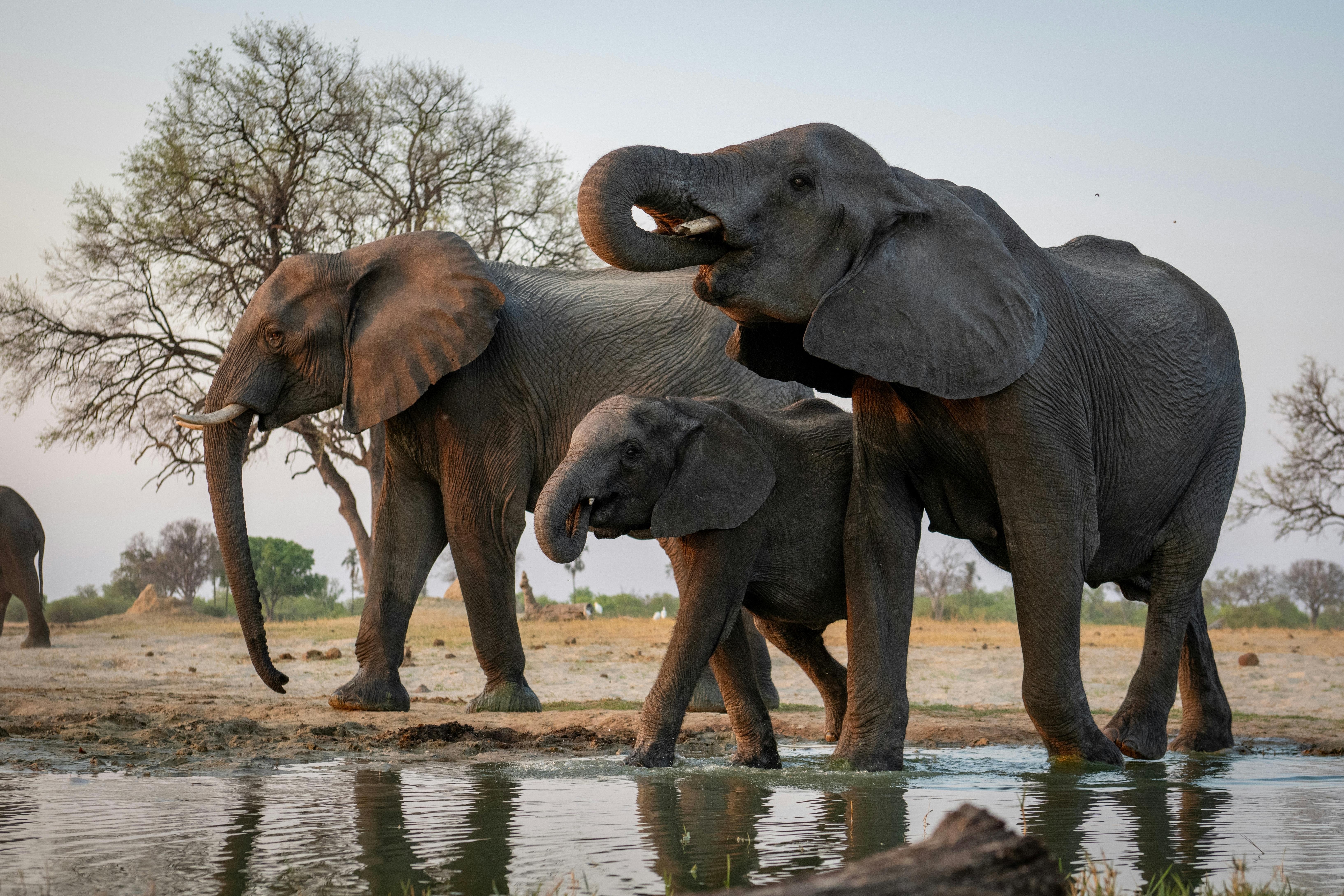 | Hwange National Park