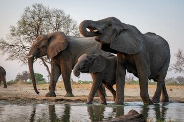 | Hwange National Park