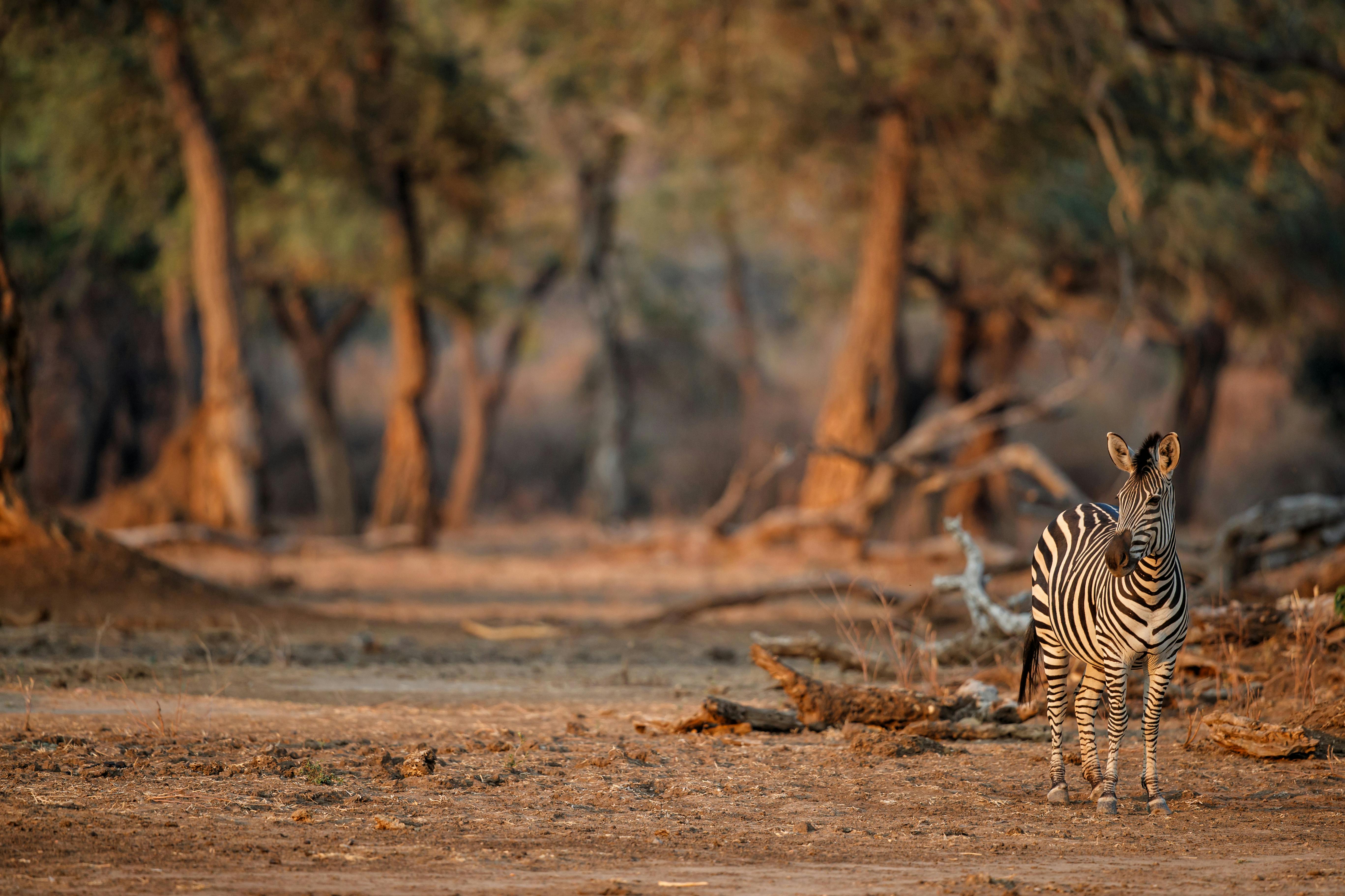 | Hwange National Park to Mana Pools National Park