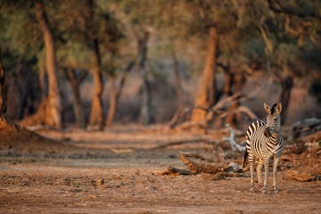 | Hwange National Park to Mana Pools National Park