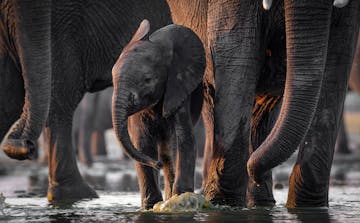 | Hwange National Park