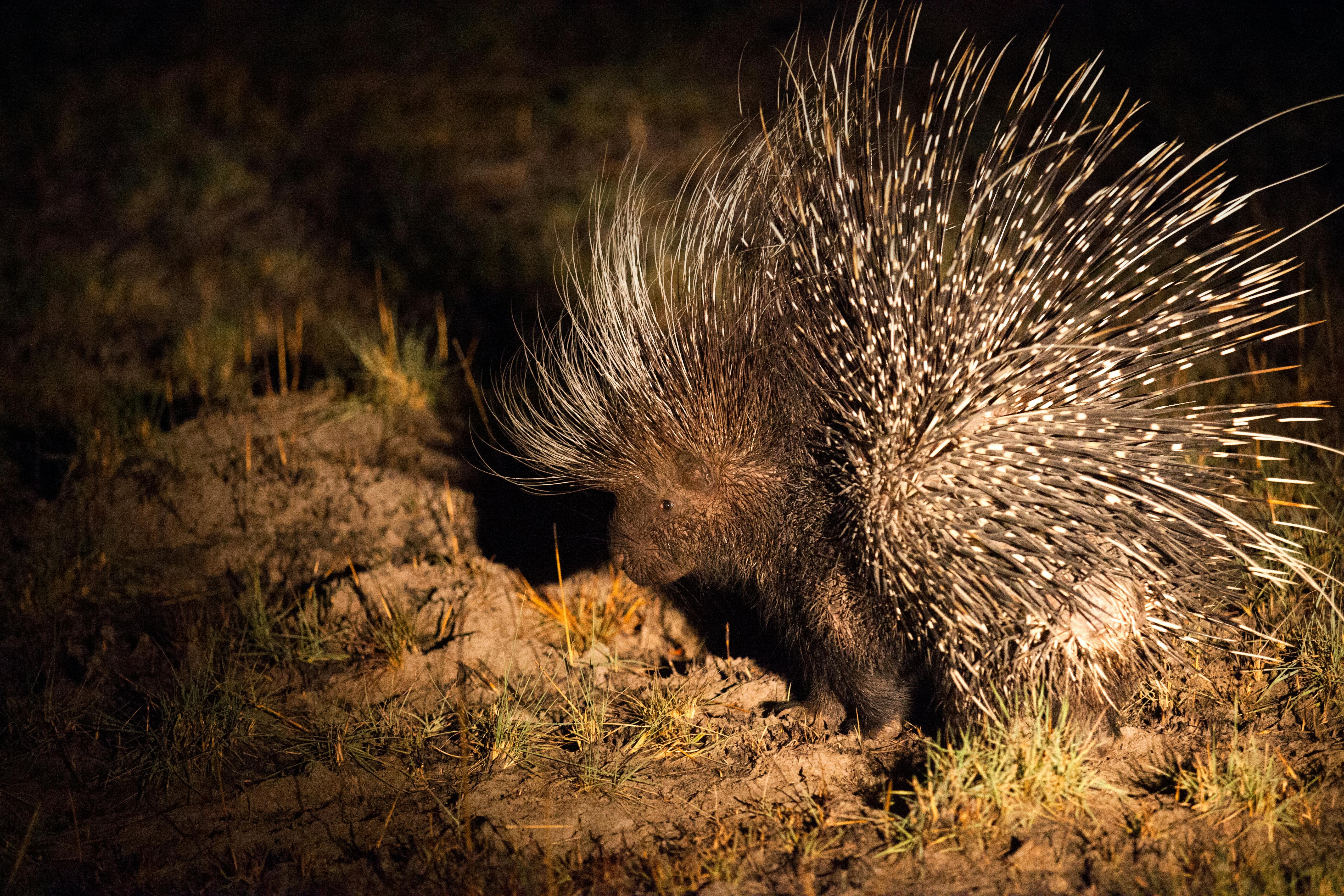 | Hwange National Park