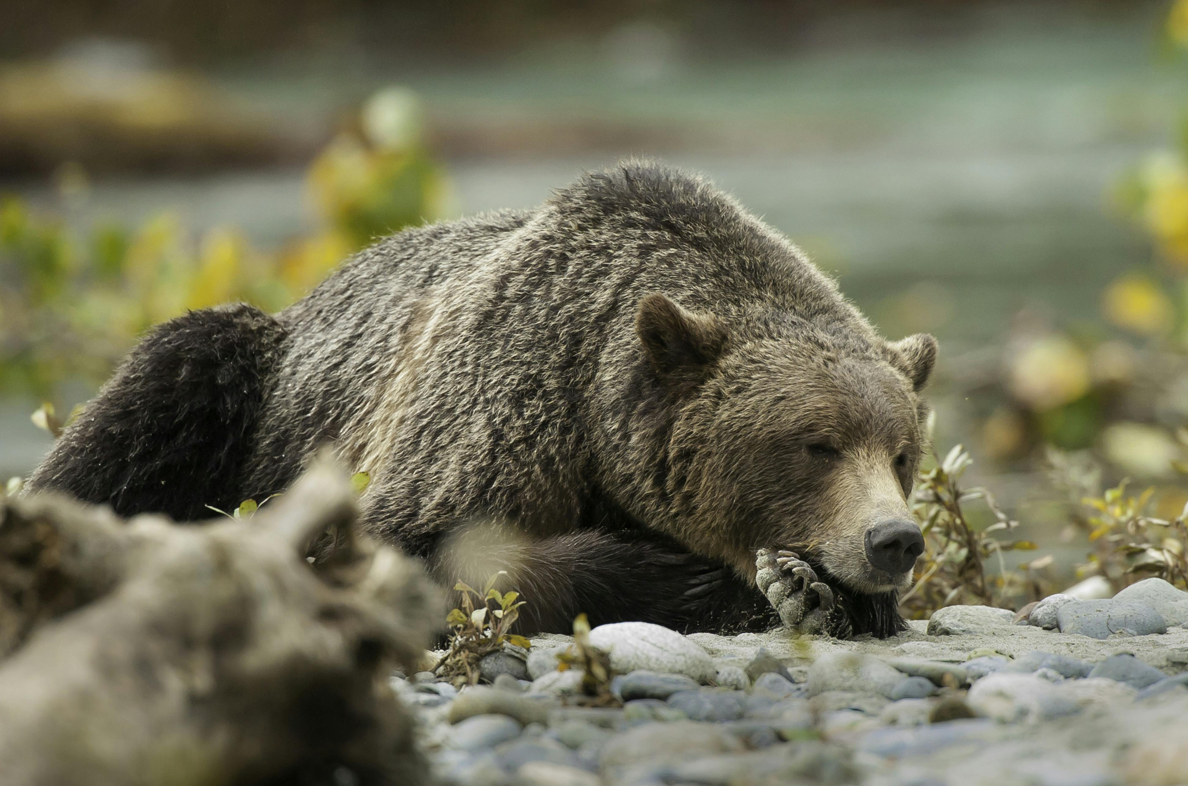 Grizzly Bears of British Columbia image 1