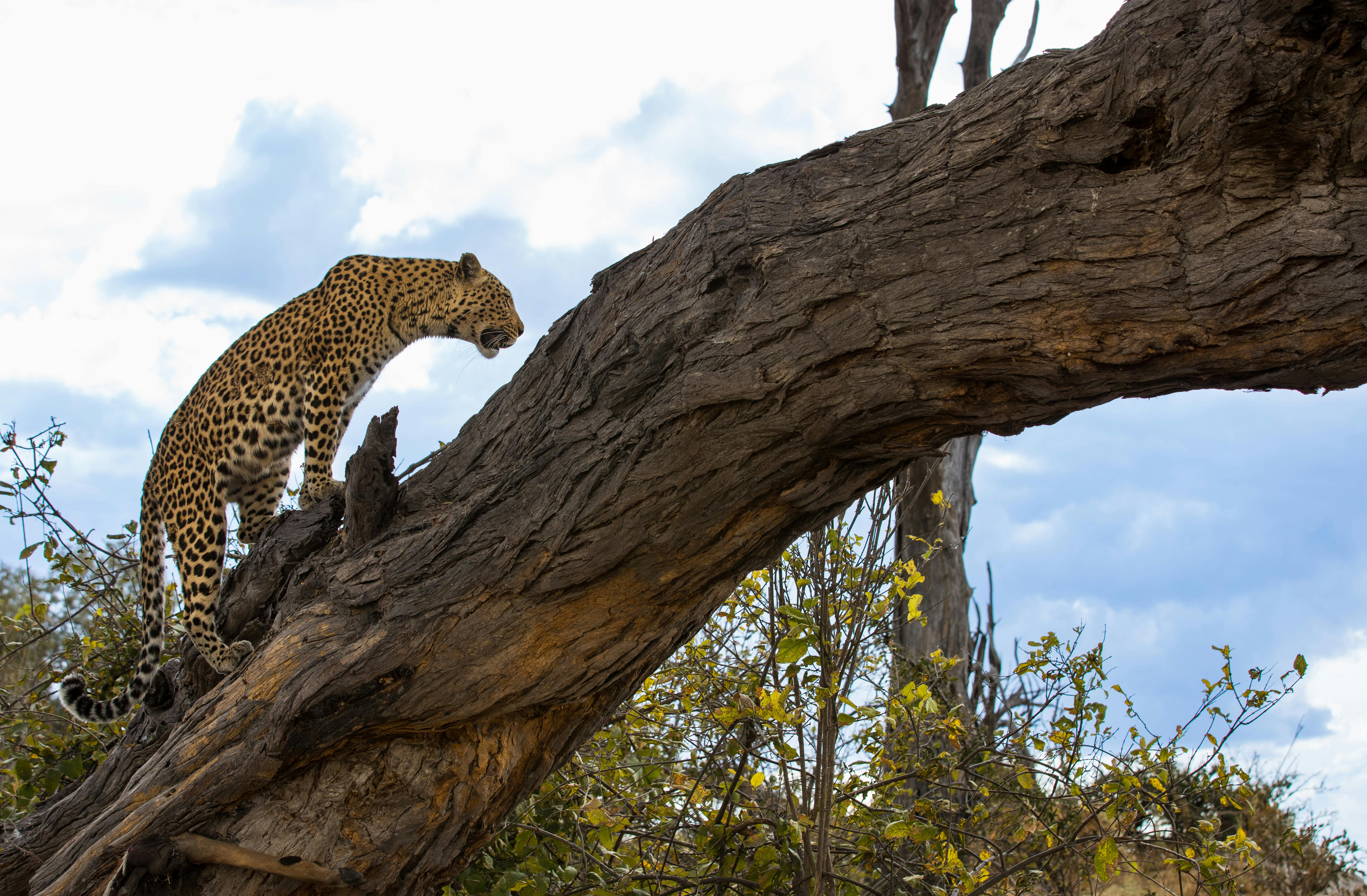 Selinda Reserve - Botswana