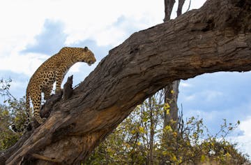 Selinda Reserve - Botswana