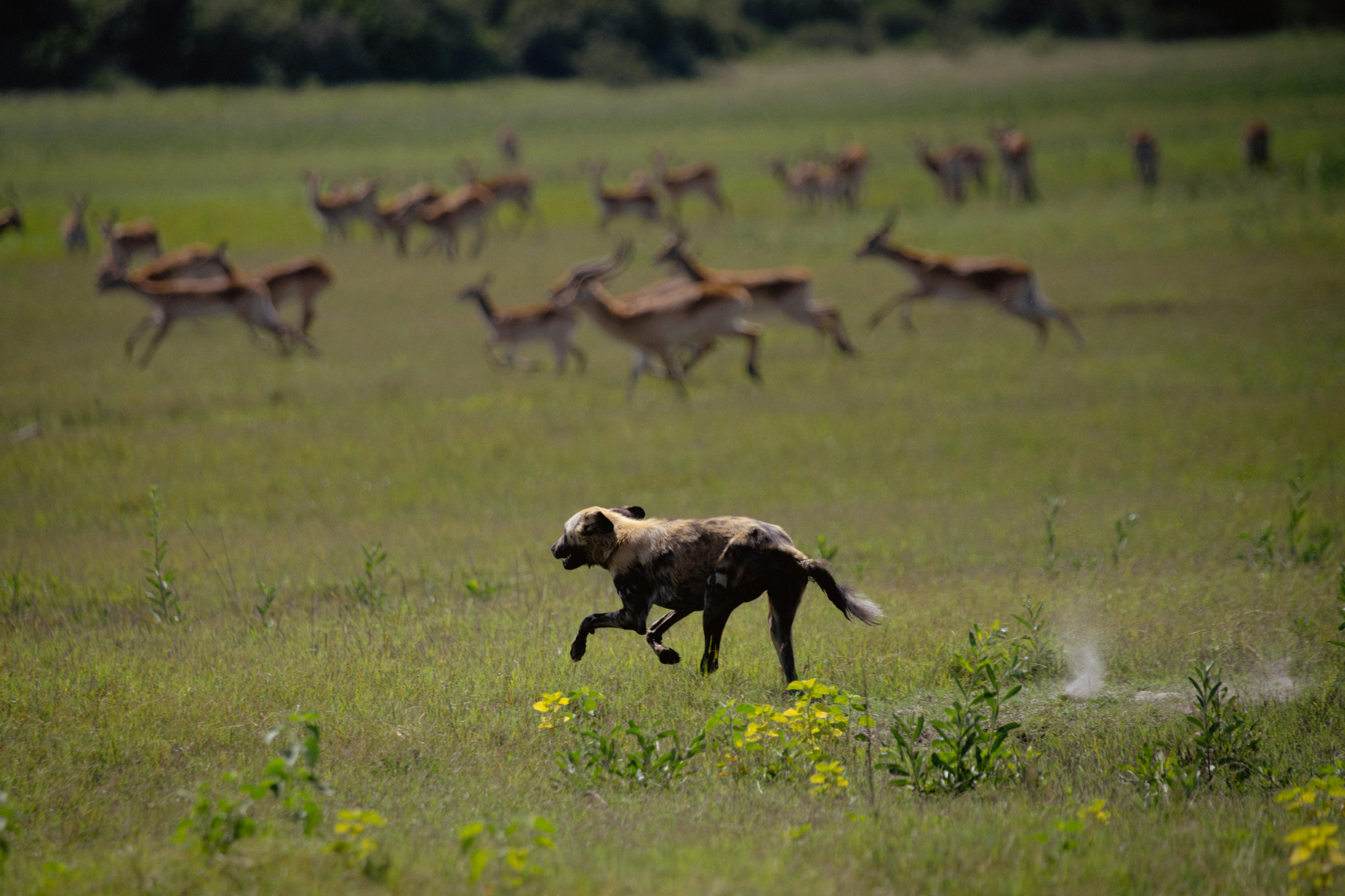 Okavango Delta - Botswana - Duba Plains