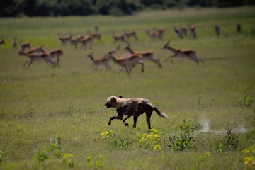 Okavango Delta - Botswana - Duba Plains