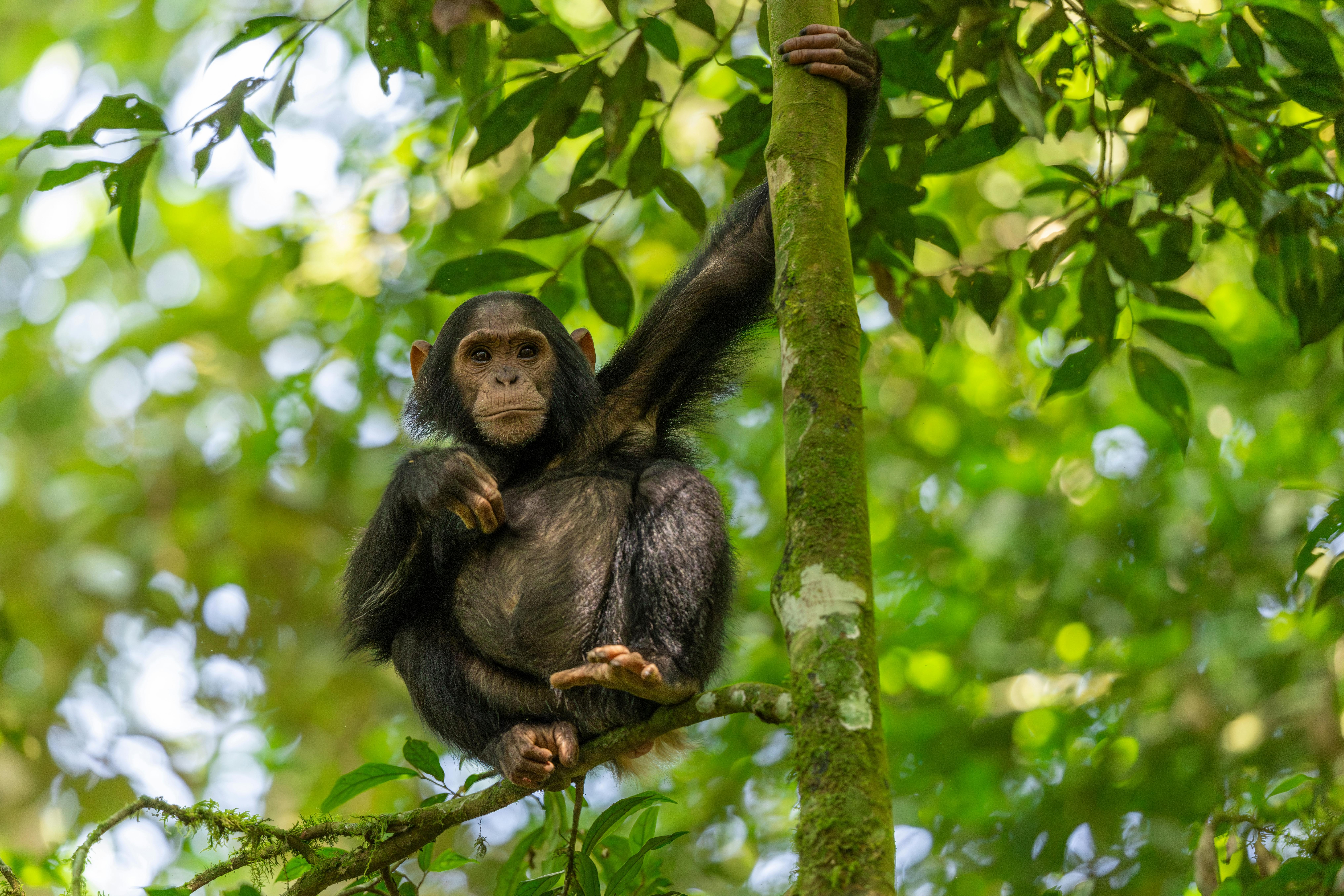 | 8 September 2026 | Kibale Forest National Park