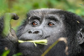 | 10 September 2026 | Bwindi Impenetrable National Park