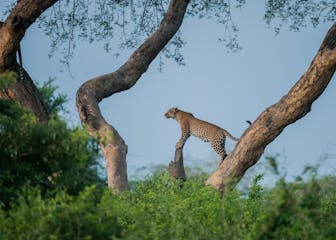 | 5 September 2026 | Murchison Falls National Park