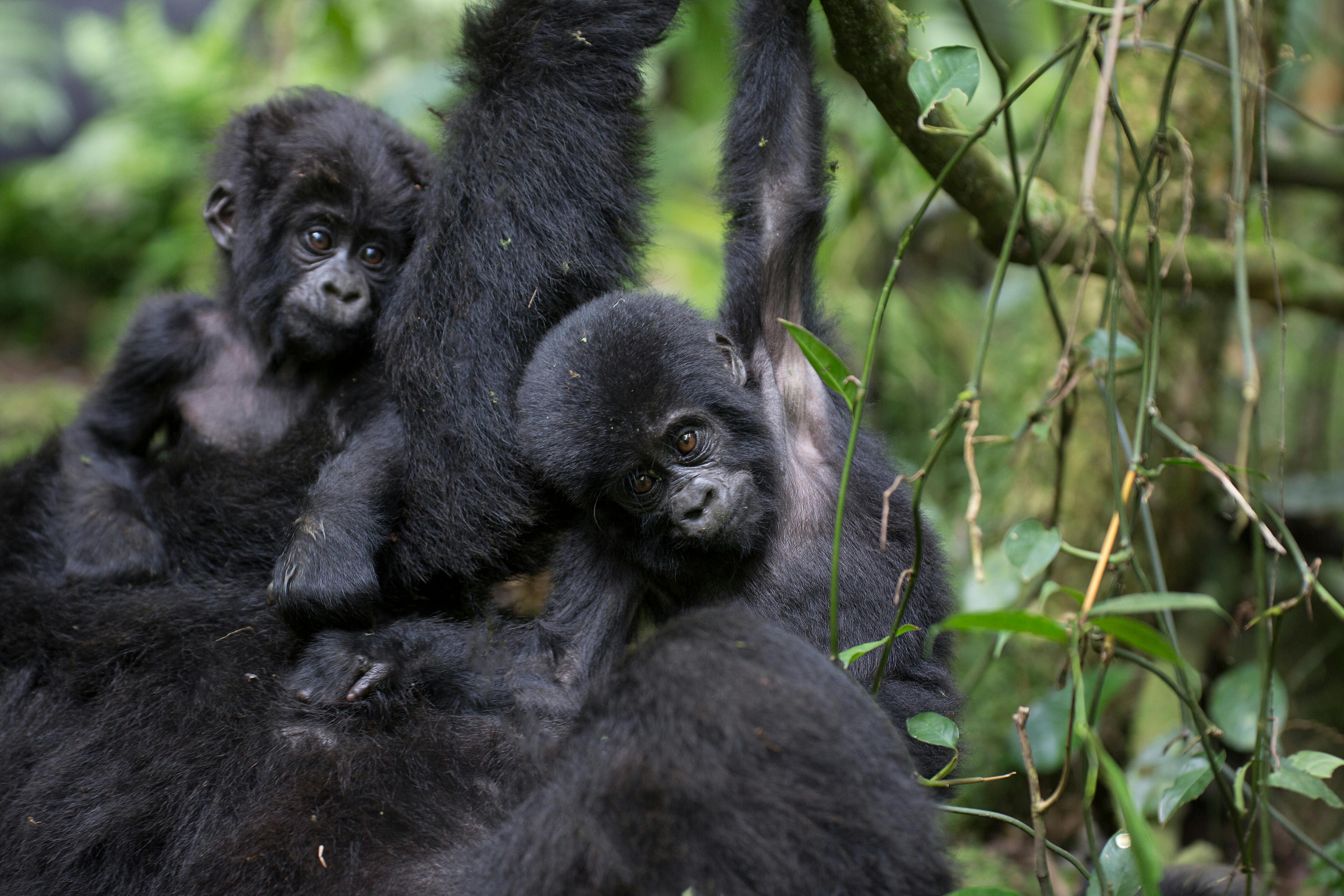 | 11 September 2026 | Bwindi Impenetrable National Park