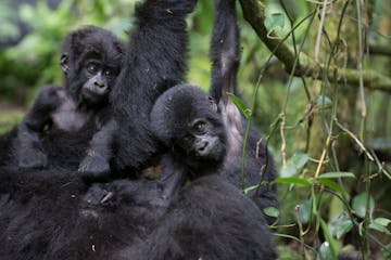 | 11 September 2026 | Bwindi Impenetrable National Park
