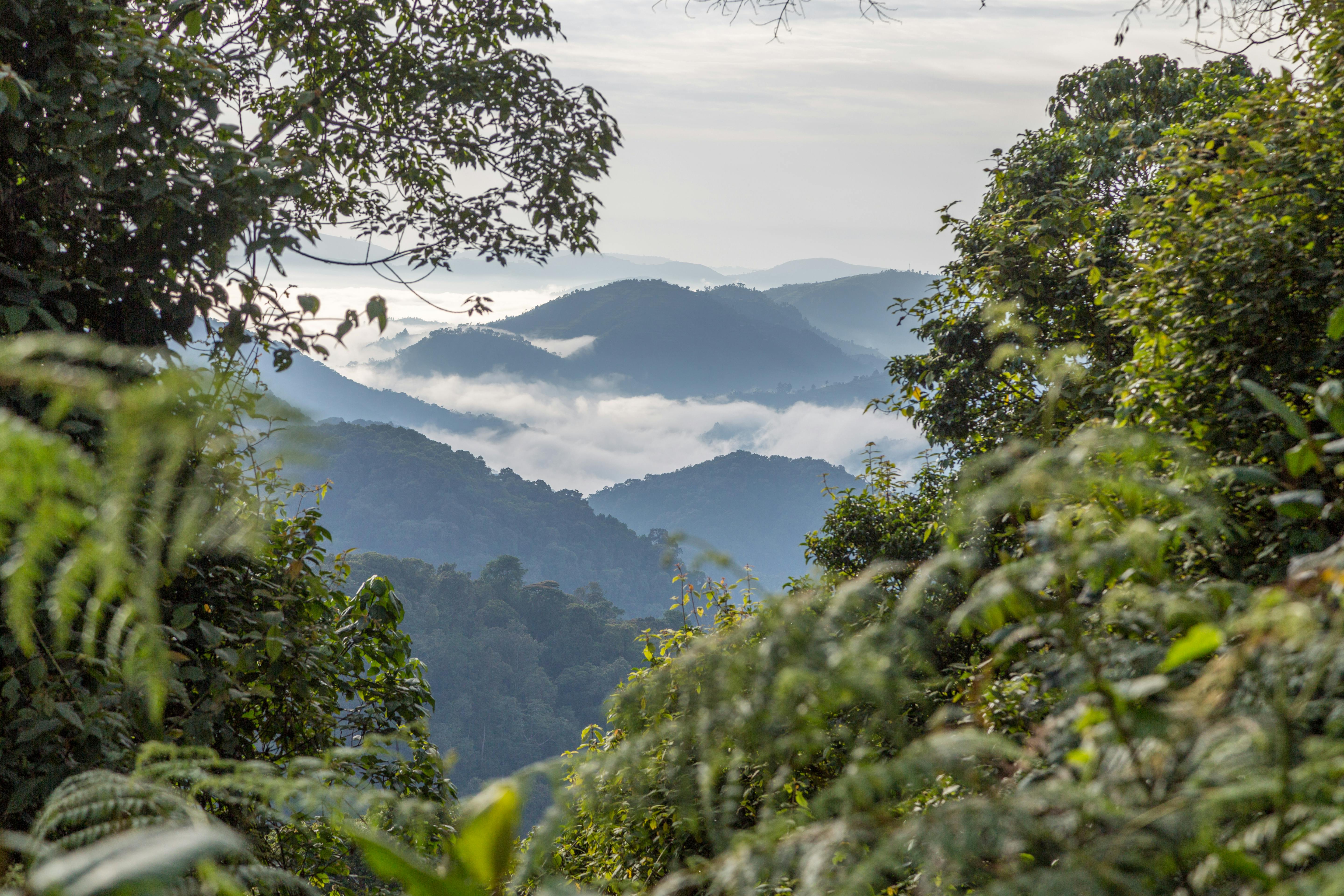 | 9 September 2026 | Kibale - Bwindi Impenetrable National Park