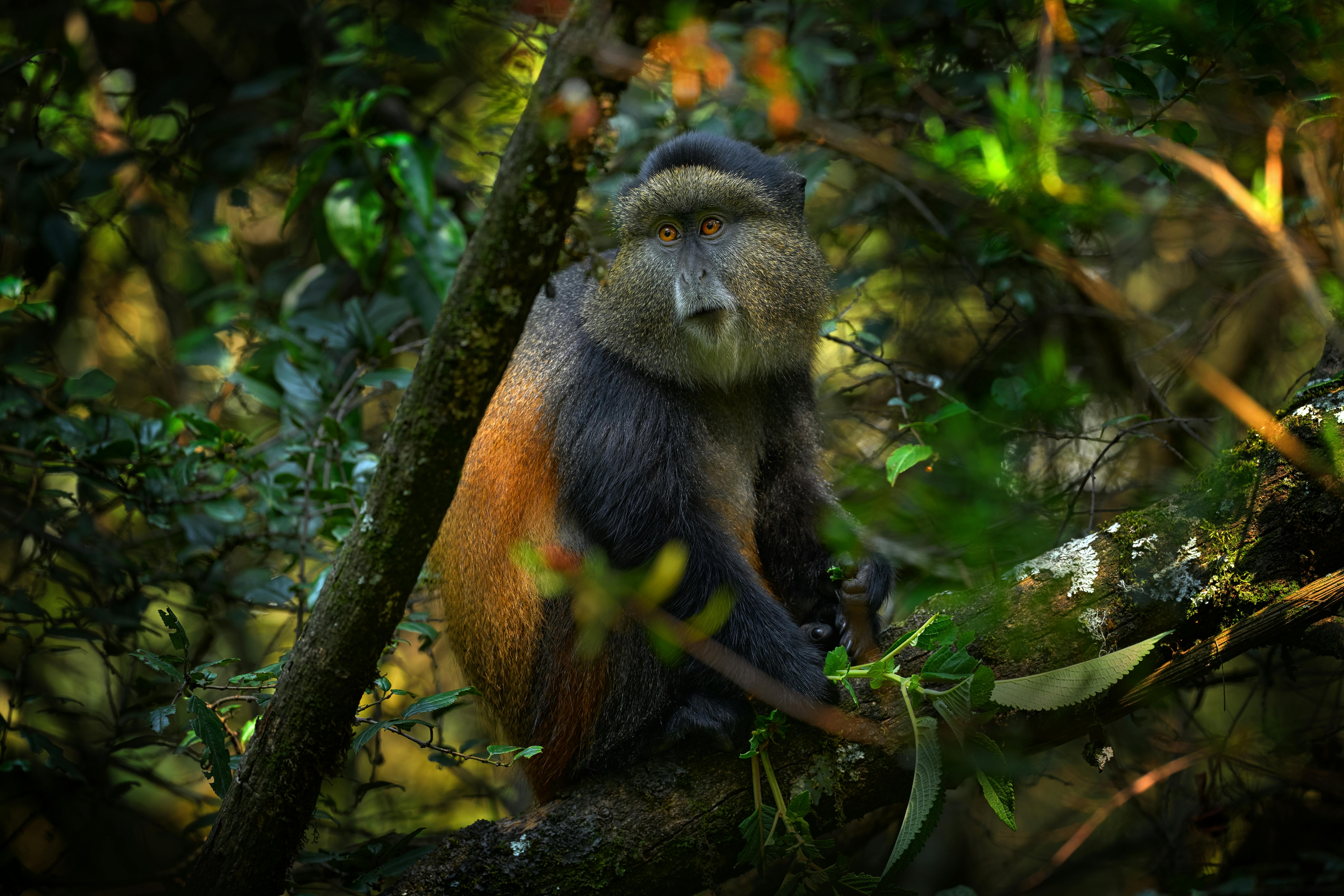 | 13 September 2026 | Mgahinga Gorilla National Park