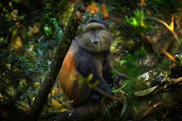 | 13 September 2026 | Mgahinga Gorilla National Park