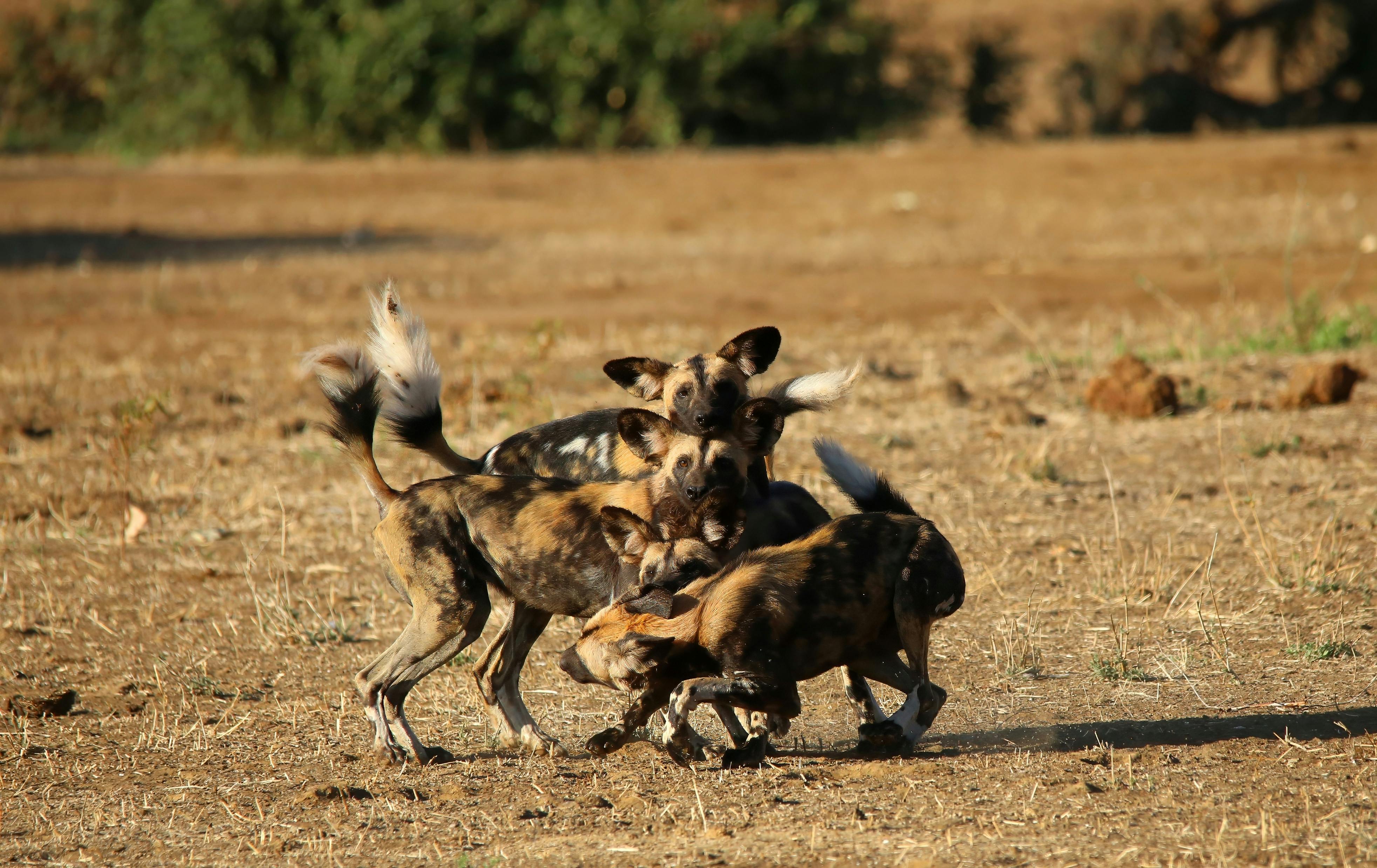 Discover Lesser-known Zambia image 1
