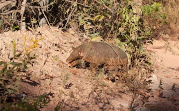 | Chapada dos Guimarães and the Brazilian Cerrado