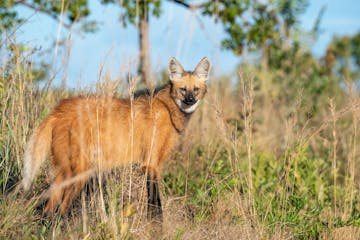 | Chapada dos Guimarães