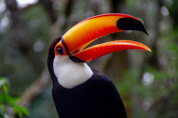 | The Cerrado - the Amazon